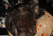 111005 クッションで睡眠のスーちゃん.jpg