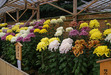 111112 後楽園の菊.jpg