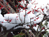 120208 赤い実と白い雪と氷柱.jpg