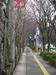 120211 ケヤキとサクラの歩道.jpg