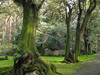120326 日吉神社の木々.jpg