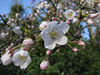 120406 桜の開花.jpg