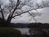 120407 開花を待つ岡成池の桜.jpg