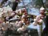 120408 桜とミツバチ.jpg