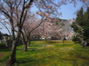 120408 桜咲く日吉神社の境内.jpg