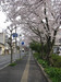120410 合同庁舎横の桜並木.jpg
