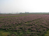 120507 レンゲの花が咲く畑.jpg