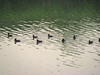 120508 鴨の群れ.jpg