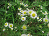 120714 小さな白い花.jpg