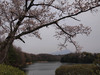 130404 岡成池の桜と大山.jpg