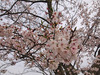130404 岡成池の桜.jpg