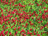 130506 苺のような赤い花.jpg