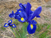 130516 青紫の花.jpg