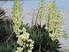 130601 海岸の花.jpg