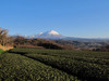 140126 茶畑と大山.jpg