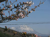 140329 大山と桜.jpg