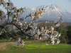 140404 桜と大山.jpg