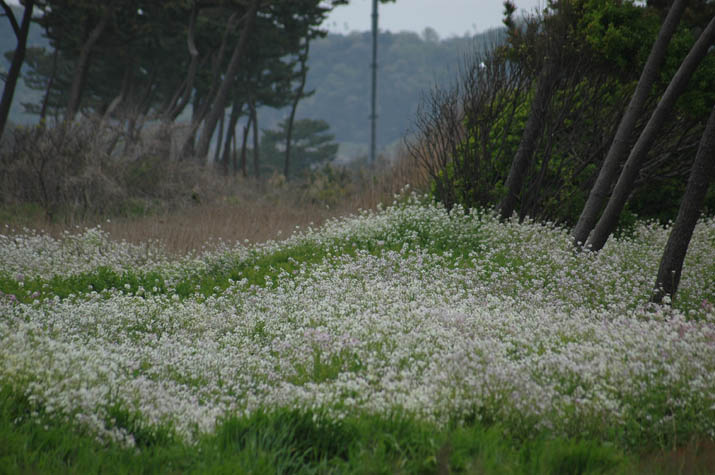 090425ハマダイコンの白い花.jpg