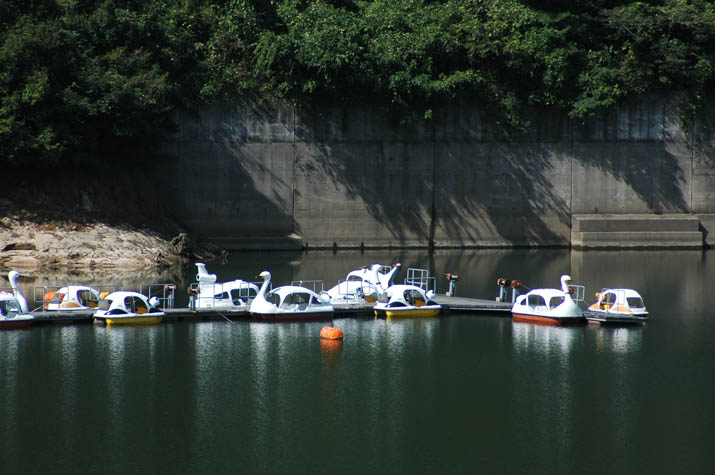 091109 緑水湖の白鳥ボート.jpg