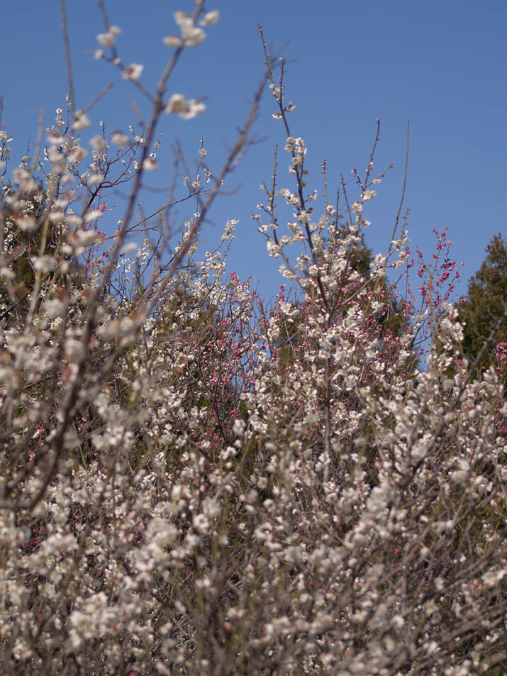 100k_051 梅の花咲く米子ハイツ