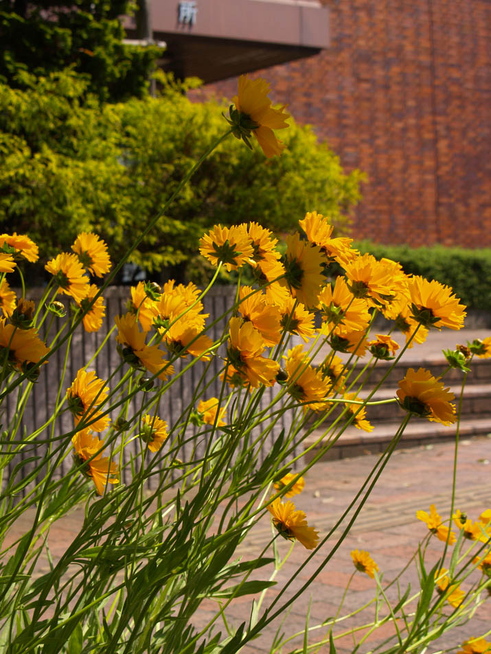 100611 米子市役所庁舎と黄色い花.jpg