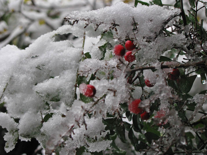 120123 木の枝に積もる雪.jpg