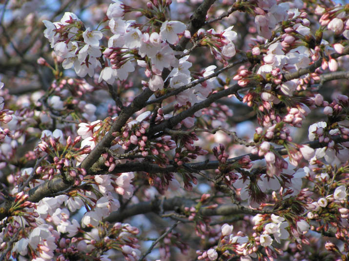 120406 ４分咲きの桜.jpg