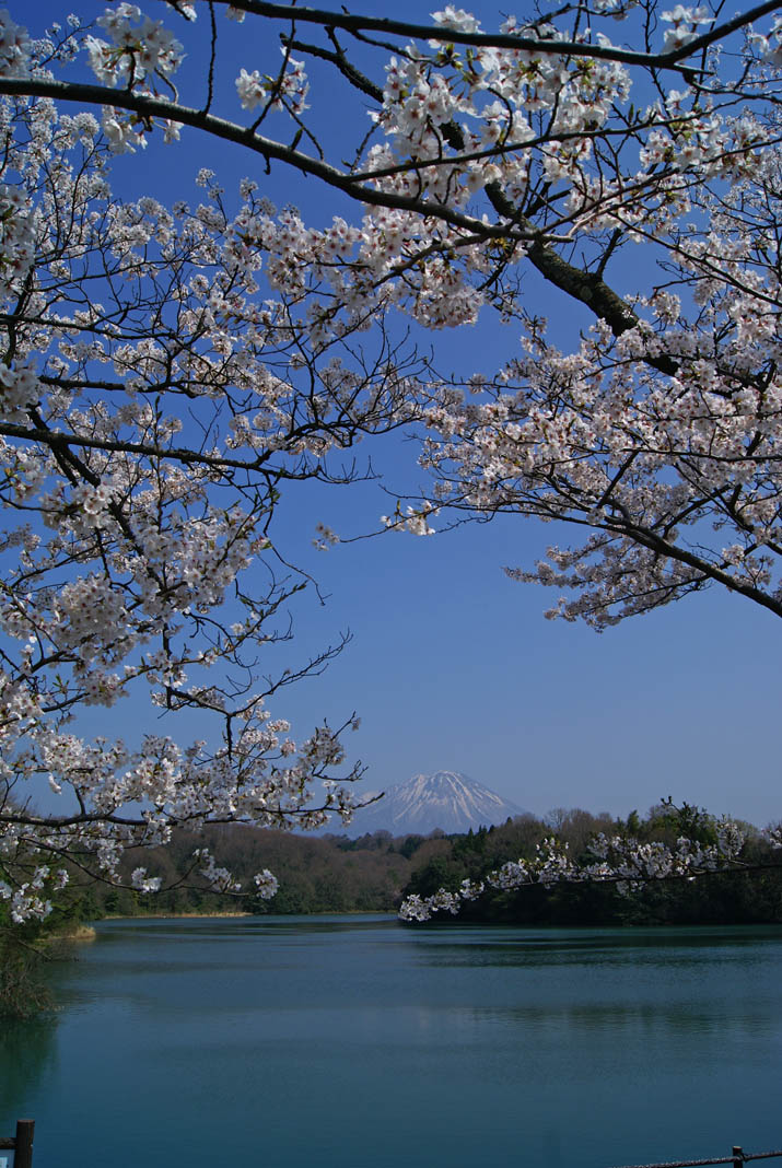 120412 岡成池の桜と大山.jpg