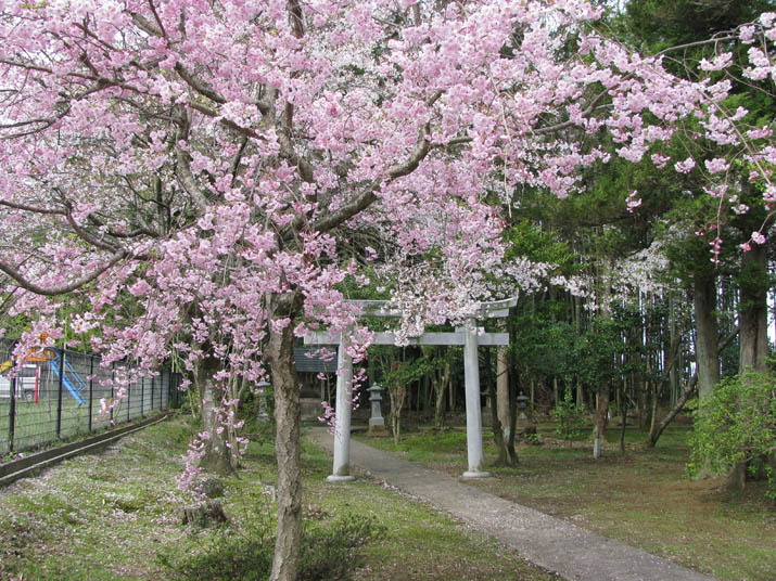 120415 三輪神社のしだれ桜と参道.jpg