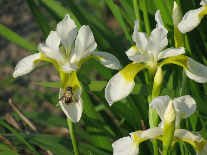 120518 白い花とハチ.jpg