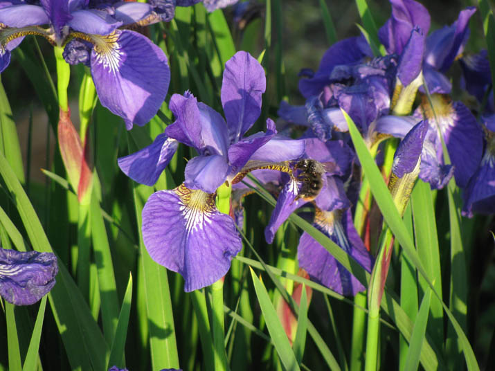 120518 紫の花と蜜蜂.jpg