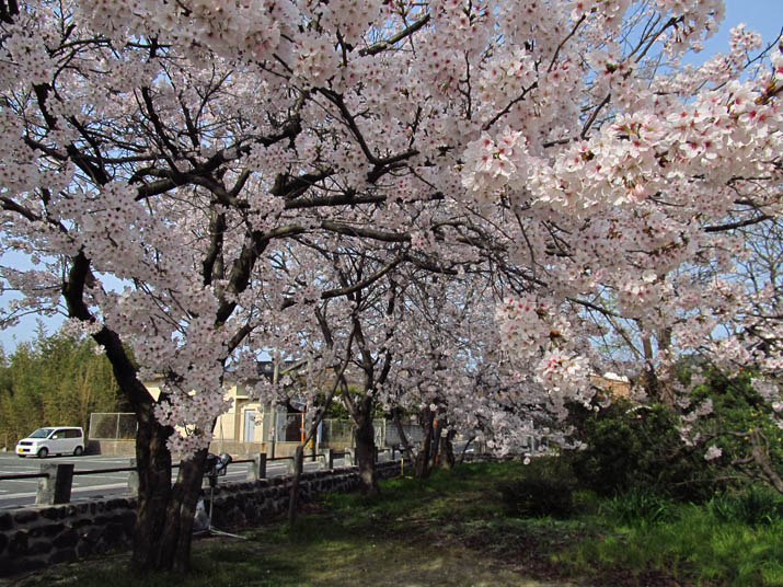 130401 日吉神社の桜.jpg
