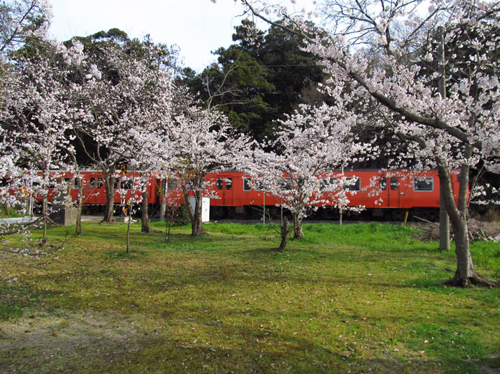 130401 桜と真っ赤な普通列車.jpg