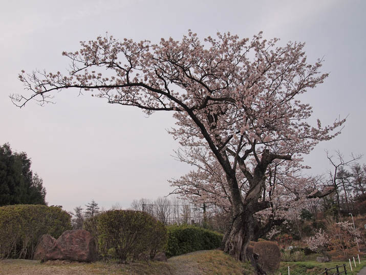 130406 岡成池 桜の巨木.jpg