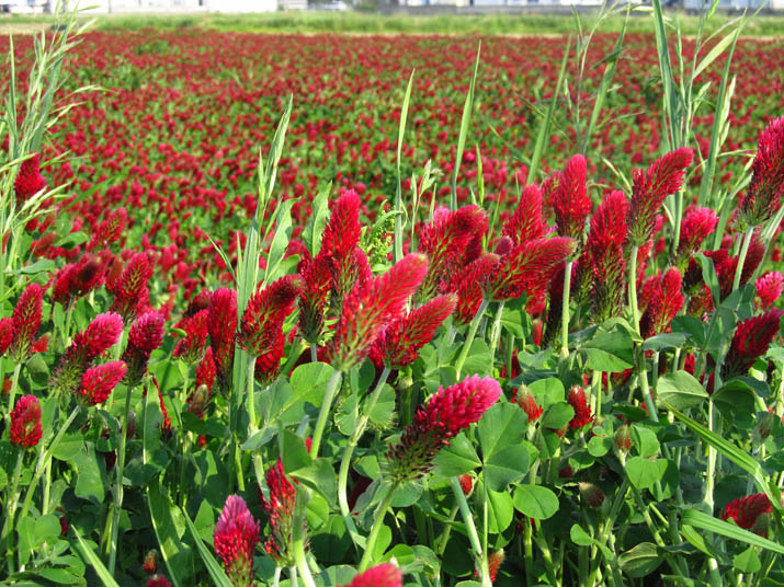 130506 真っ赤な花咲く農地.jpg