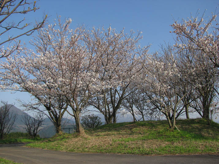 140404 壺瓶山山頂の桜.jpg