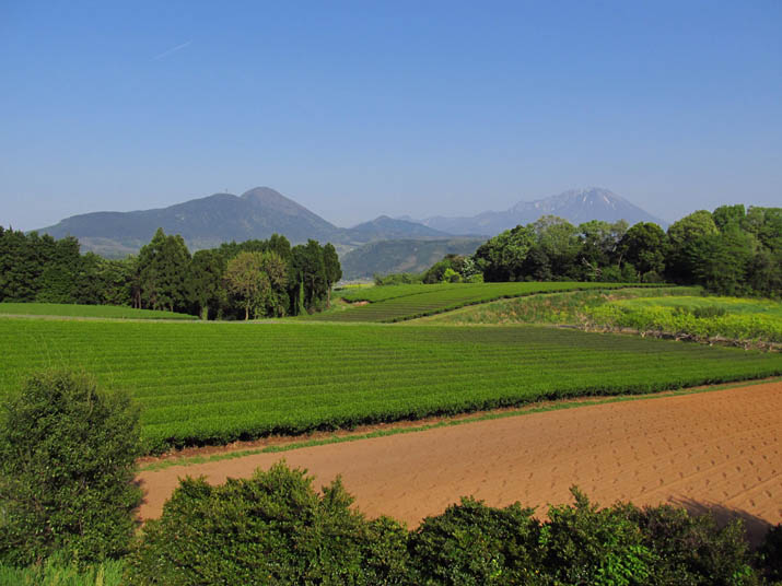 140502 茶畑と大山.jpg